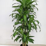dracaena massageana