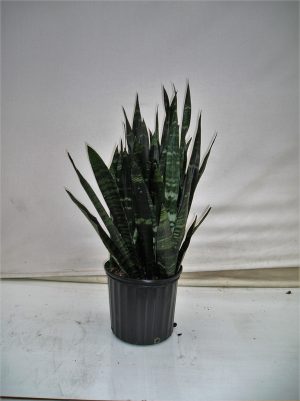 10" Sans Black Coral