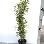 10" Dracaena (Pleomele) Song of India