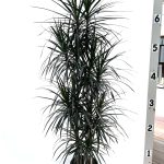 12" Dracaena Marginata Cutback