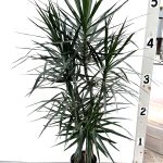 2g. Dracaena Marginata tips
