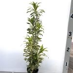 2gal Dracaena (Pleomele) Song of India